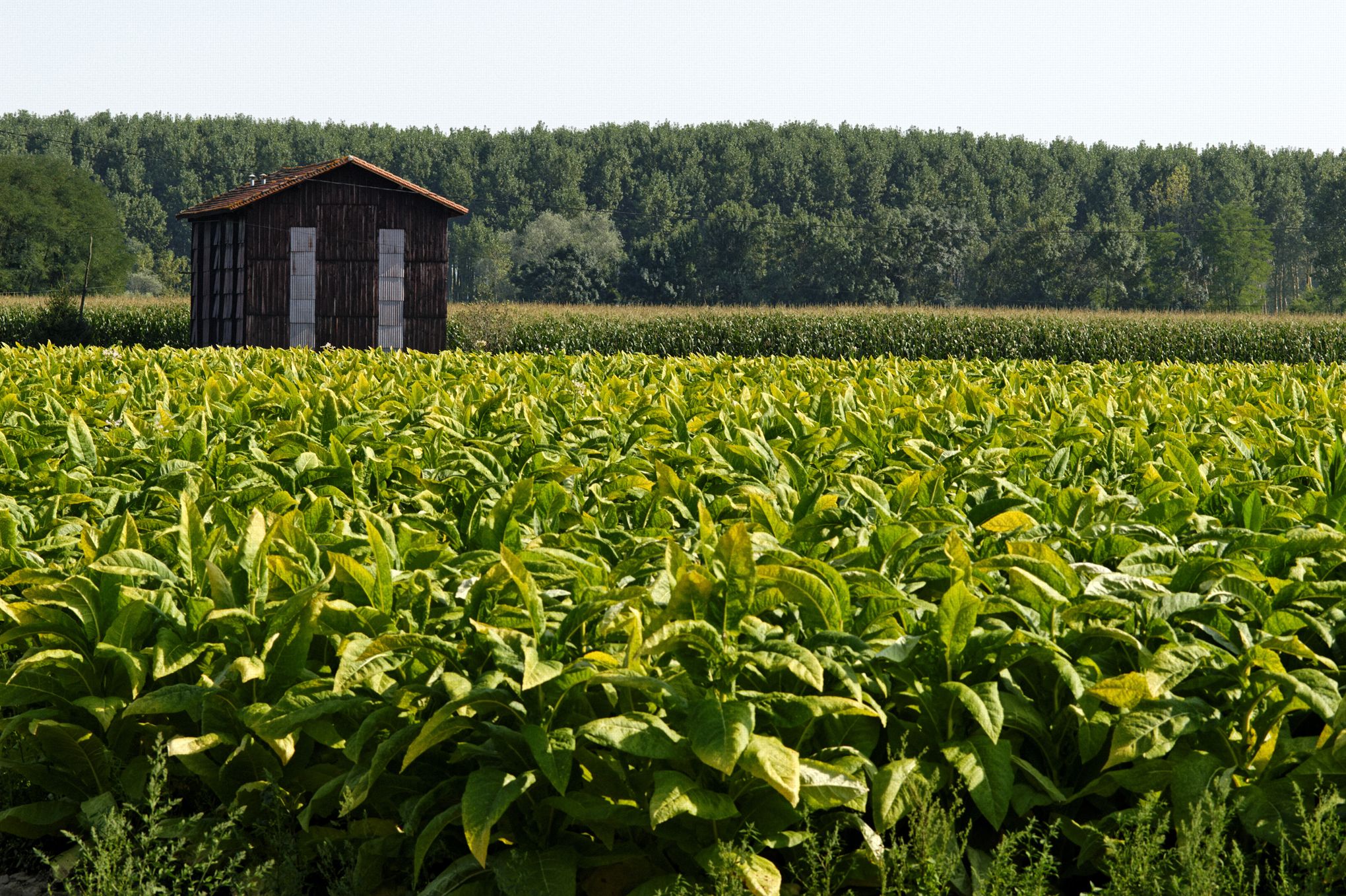 field of tobacco leaves in the foreground with a dryer in the background