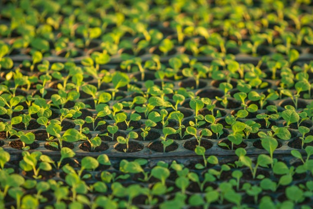 tobacco leaf sowing