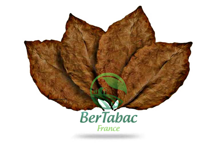 Burley tobacco leaves