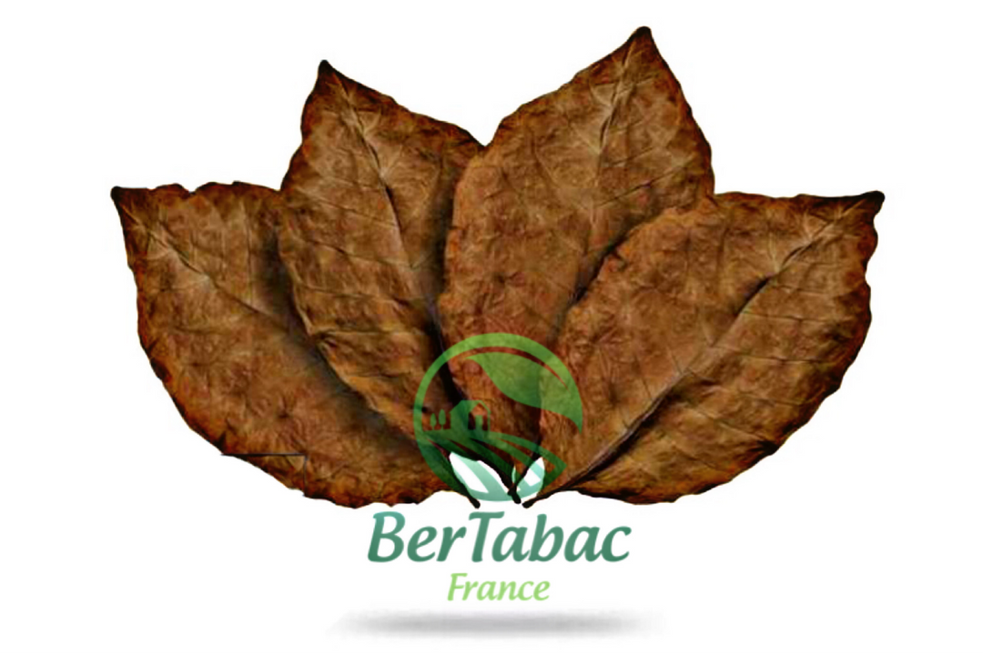 Burley honey tobacco leaves