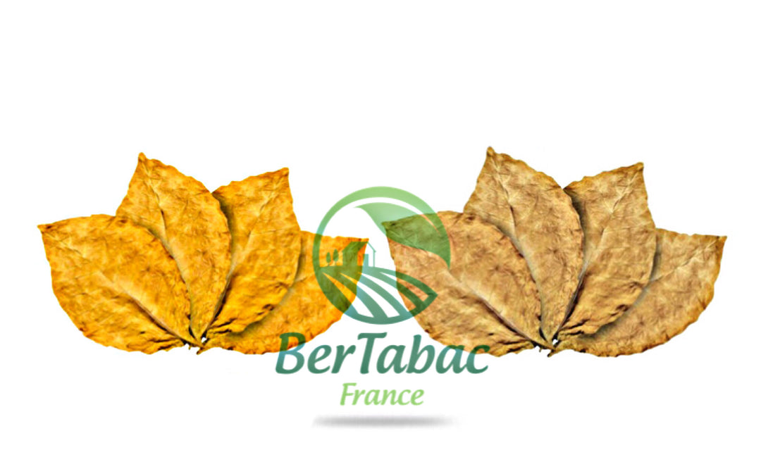 Blond virginia orange tobacco leaves