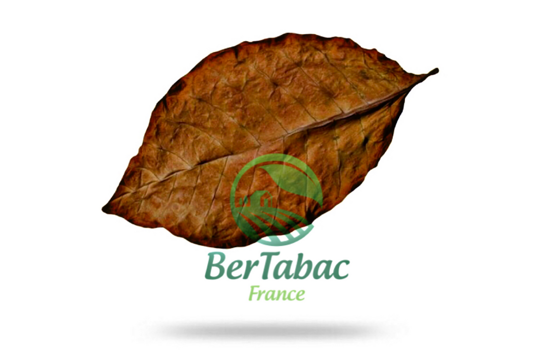 Burley tobacco leaves